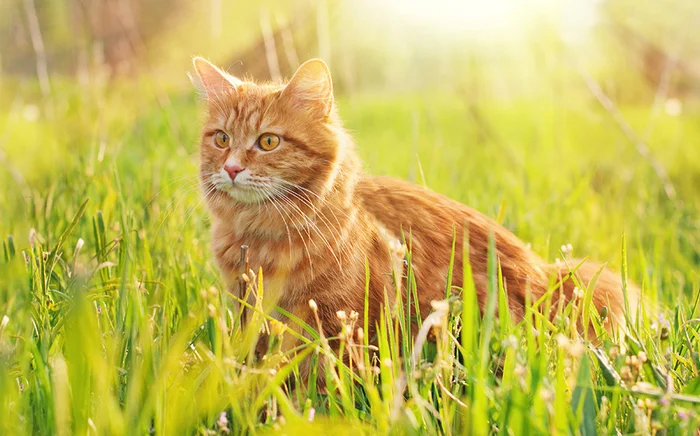 PORADNIK ŻYWIENIA KOTÓW I KOCIĄT